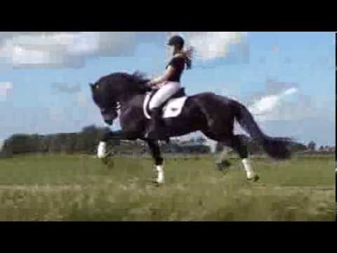 Stal Okkema's Hedzer