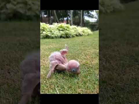 Bolny Wala Tota | Dancing Parrot | Adorable Parrot | The Astonishing Talents of Bolny Wala Tota