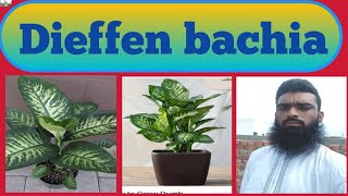 Best plant indoor( Dieffenbachia) Beautiful look 3 plant in the 1pot @planterina @shampysgarden