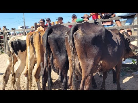 FEIRA DO GADO DE MANARI PERNAMBUCO 27/11/2025