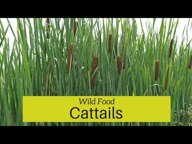 Pronunție video a Typha angustifolia în Engleză