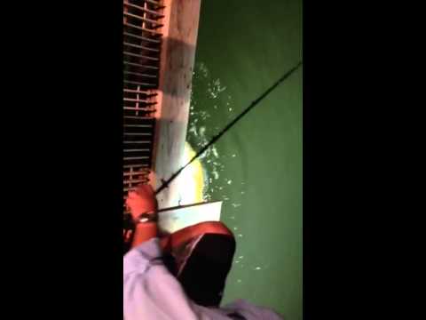 Redfish again....Glenny being Glenny!