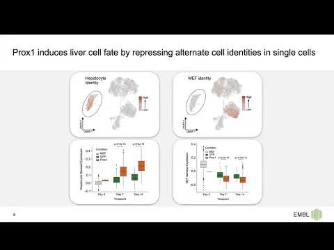Active repression of alternative cell fates safeguards... - Aryan Kamal - RegSys - ISMB/ECCB 2023