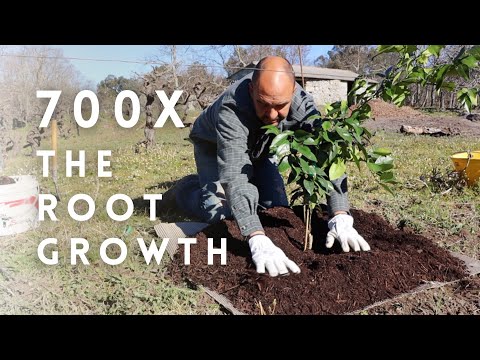 How we Improve root growth with 700% | The Farming Chefs | Episode 16