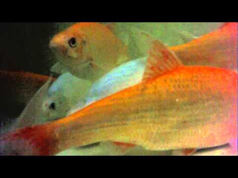 Golden and Blue Orfe Broodstock