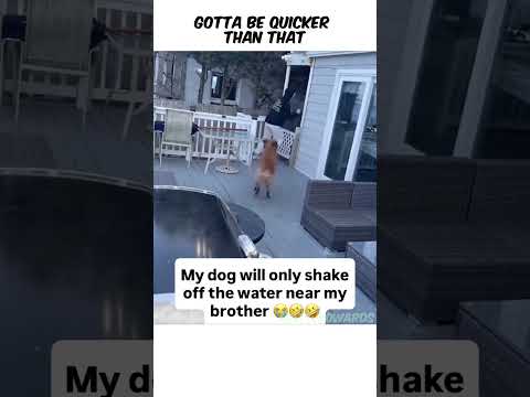 Gotta be quicker than that #fypシ #fyp #funny