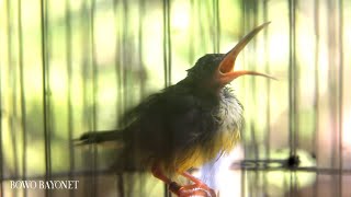 Download lagu Pijantung pisang umur 3 minggu | Belajar ngeriwik GACOR mp3 Download lagu Pijantung pisang umur 3 minggu | Belajar ngeriwik GACOR mp3