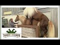 Stallion Gives His All He S A Connoisseur Tamme Hanken Kabel Eins
