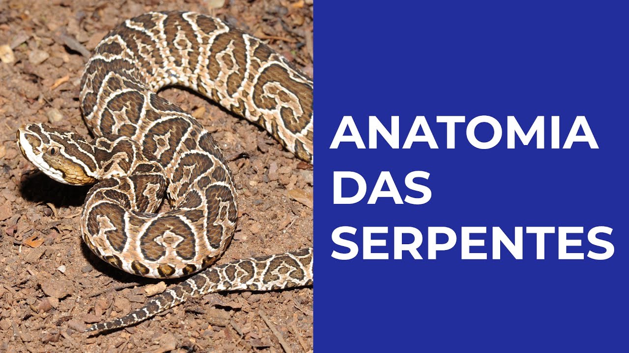 Anatomia das Serpentes