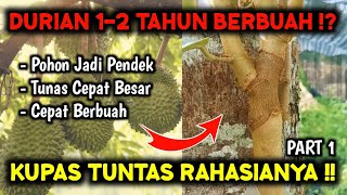 Download lagu EXPENSIVE KNOWLEDGE ‼️ TRICKS TO MAKE DURIAN QUICKLY BEAR FRUIT IN 1-2 YEARS - PART 1 mp3