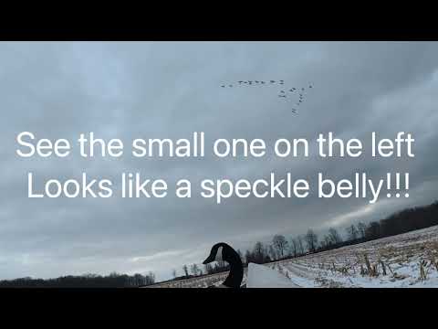 Apparently we are goose hunters now? 4 man limit of geese and 16 ducks.