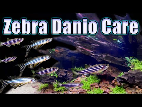 Is The Zebra Danio Really a Beginner Fish? Care and Breeding