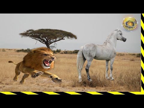 مدهش...مواجهة شرسة بين الحصان و الاسد المفترس لن تصدق ما سيحدث في عالم الحيوانات المدهش