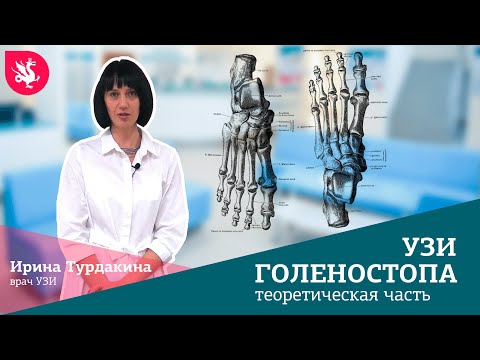 Узи голеностопного сустава: теоретическая часть