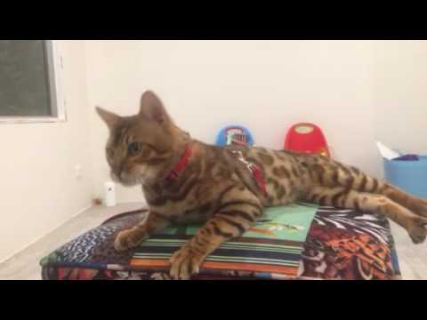 Aziz Bengal Cattery