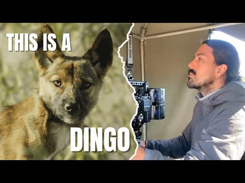 "This Is a Pure Dingo – Despite the Colour"