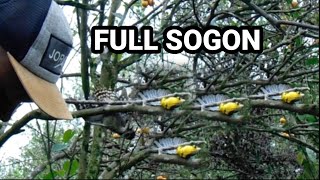 Download lagu TRIK PIKAT ‼️ cara pikat paling ampuh untuk atasi burung kecil yang susah turun mp3 Download lagu TRIK PIKAT ‼️ cara pikat paling ampuh untuk atasi burung kecil yang susah turun mp3