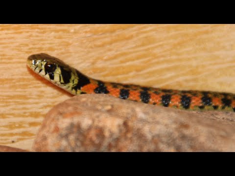 The Tiger Keelback [Caution: Bad Footage]
