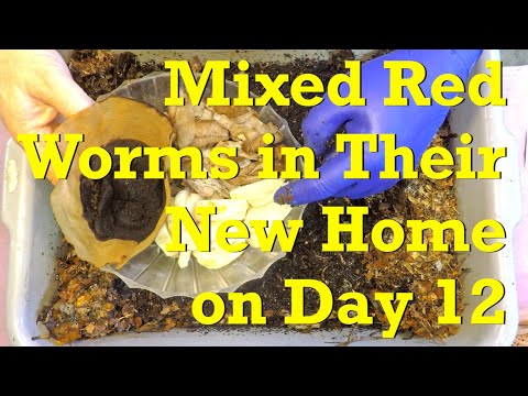 First check-in on 12-day system with the mixed red worms - vermicompost