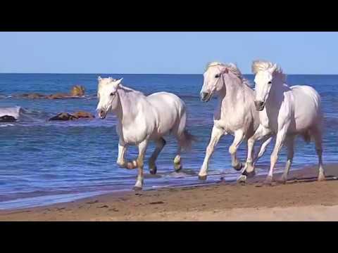 download lagu mp3 mp4 Cavalli Bianchi, download mp3 Cavalli Bianchi free download mp3, download mp3 Cavalli Bianchi