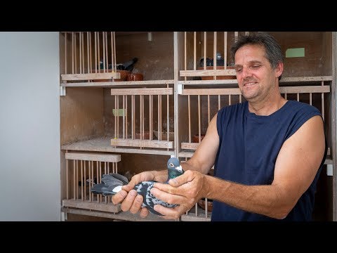 National winners ZLU 2018 - St. Vincent: Vincent Vork, Noorden (english sub)