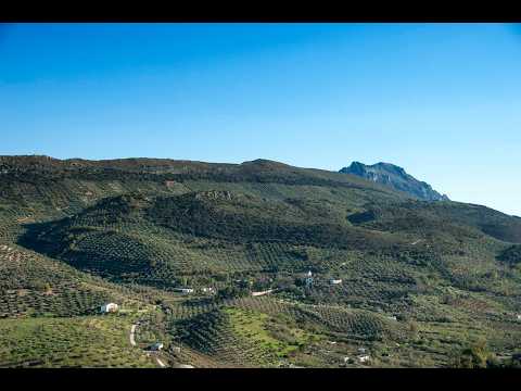 El secreto de uno de los mejoes Aceite de Oliva del Mundo: Las 3 DOP de Córdoba 🫒