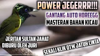 Download lagu POWER JEGEERRR!!!! MENJERIT ROLL KOMPLIT PILIHAN JURI || MASTERAN MURAI KACER CENDET CUCAKIJO mp3