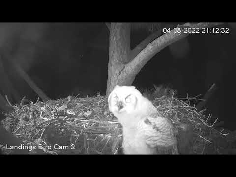 Savannah GHO Nest - Slowly slowly, carefully