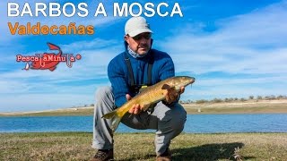 Barbos a mosca entre amigos Valdecañas