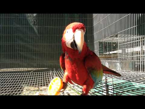 Lorotienda - Guacamayo desayunando naranjas