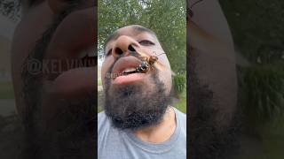 Eastern Cicada Killer Reveal!!!