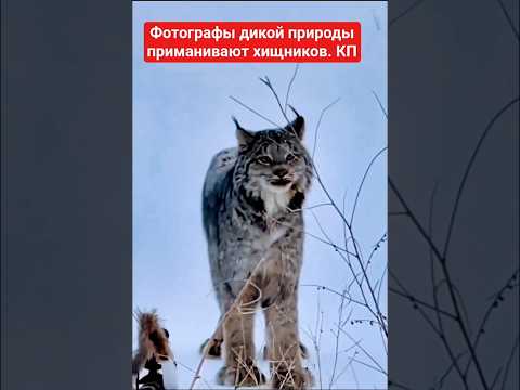 Как фотографы дикой природы приманивают хищников #КП #animals