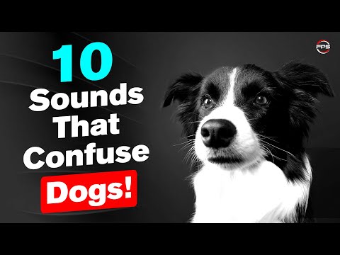 10 Sounds That Confuse Dogs! DOG Head Tilt Test 🤣