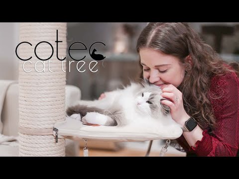 𝓷𝓮𝔀 Cotec cat tree - review | Ragdolls Pixie and Bluebell