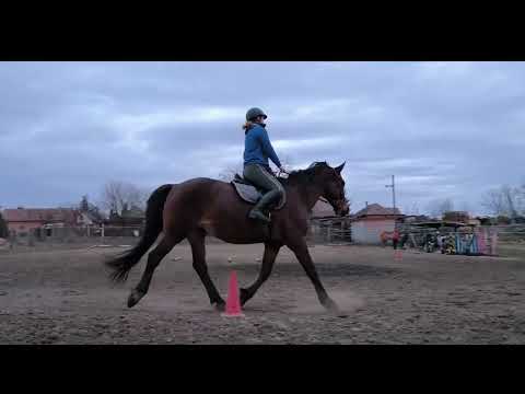 Online bírálat Ungvári Tímea Ágnes - North Star XII-62 Győztes - Caprilli 0