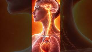 Vagus Nerve Explained — Full Breakdown & Transcript