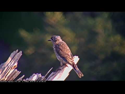 Juvenile Eastern Bluebird Visits Savannah Osprey Nest! – July 31, 2019