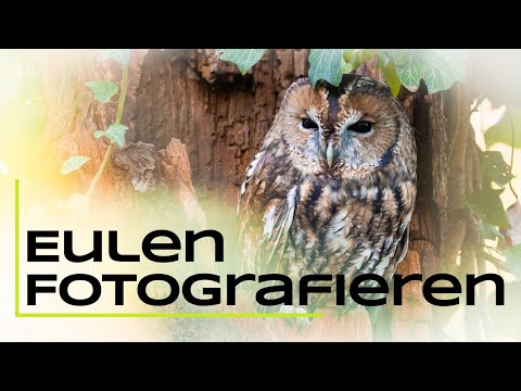 Eulen finden & fotografieren - Tutorial