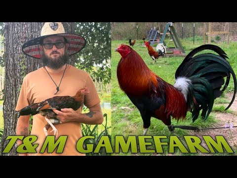 Penny hatch Yellow leg Kelso - T&M FARM