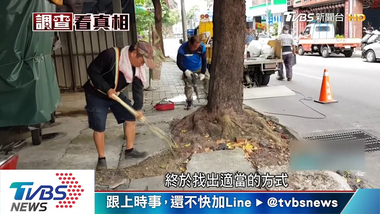 怎麼走！遭水泥包圍　路樹根衝出人行道