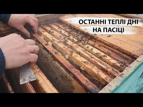 Мед липа 0,5л (700г) Маслянистой консистенции! - фото 7 - id-p1476753129