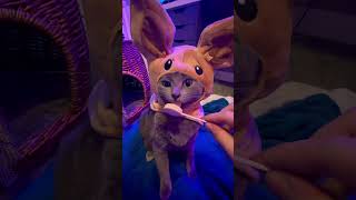 Pokemon cat as eevee! Or is it anew Eeveelution?? #pokemon #pokemoncat #pokemoneevee #cat #sillycat