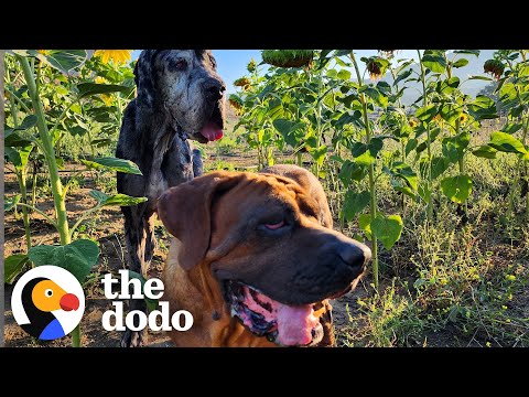 Abandoned Big Dogs Surprise Everyone By Being Huge Babies | The Dodo