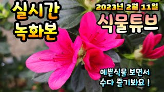 2023년 2월 11일 토요일 예쁜식물들 보면서 수다즐겨봐요  #양재꽃시장 #식물수다 #수다 #식물튜브 #식…