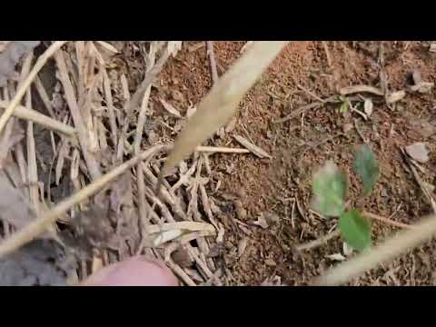 Chácaras de 20.000m - Terra vermelha  -  apenas 150Mil a vista em Alexânia Goiás 