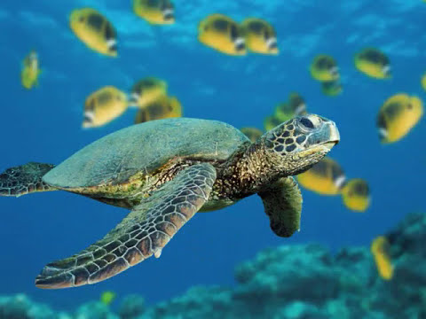 Adiemus - Enya ( Madre Natura - Sigla Ciao Darwin ) - OLA.it