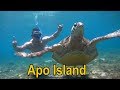Epic Sea Turtle Adventure Apo Island Negros Philippines