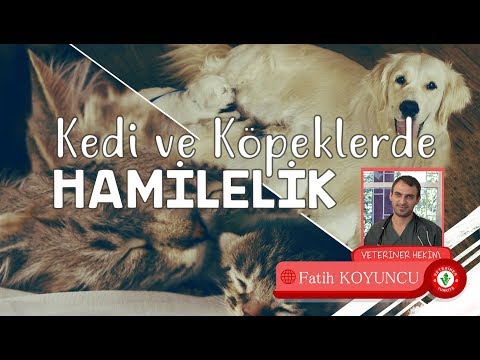 download lagu mp3 mp4 Kpekler Ka Ayda Dourur, download lagu Kpekler Ka Ayda Dourur gratis, unduh video klip Kpekler Ka Ayda Dourur