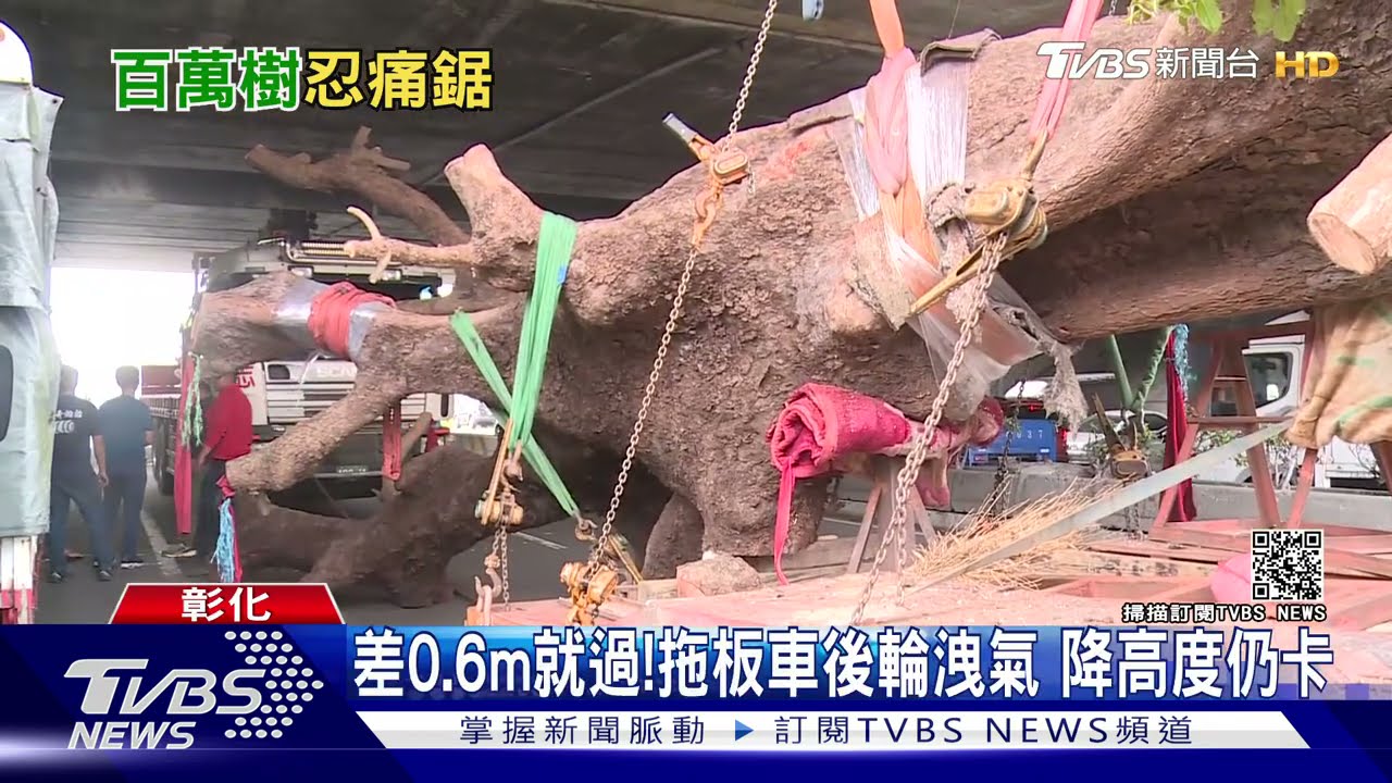 500萬茄冬樹搬家！卡國道涵洞　下場只能．．．