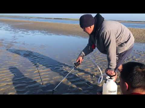 Catching Razor Clams in Barnstable, Mass